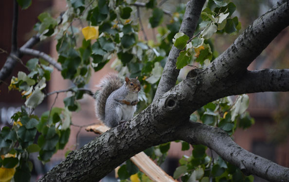 nyc-squirrels-2